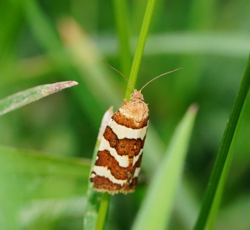 Conchylis subfurcatana
