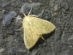 Pronomis delicatalis