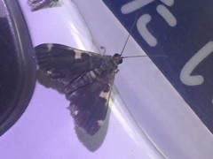 Piletocera aegimiusalis