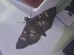 Chabula telphusalis