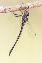 Austrophya mystica
