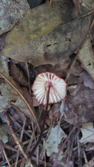 Marasmius fulvoferrugineus