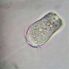 Pseudovorticella