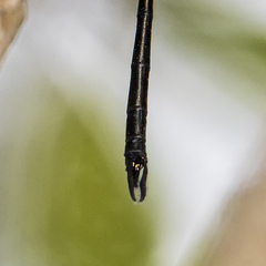 Austrophya mystica