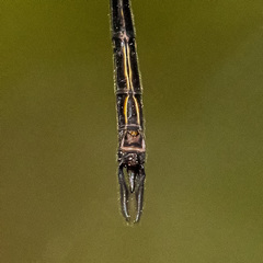 Austrophya mystica