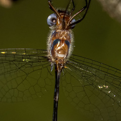 Austrophya mystica