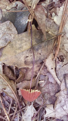Marasmius fulvoferrugineus
