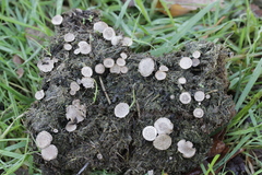 Poronia punctata