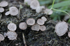 Poronia punctata