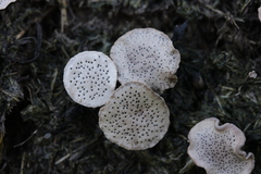 Poronia punctata