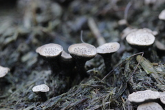 Poronia punctata
