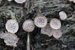 Poronia punctata
