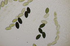 Poronia punctata