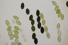 Poronia punctata