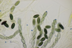 Poronia punctata