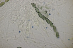 Poronia punctata