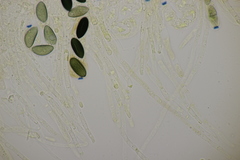Poronia punctata