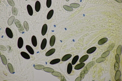 Poronia punctata