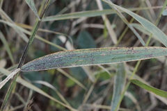 Puccinia graminis