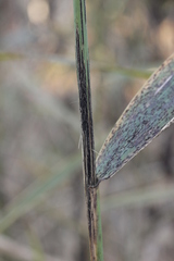 Puccinia graminis