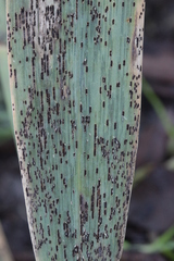 Puccinia graminis