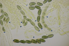Poronia punctata