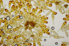 Puccinia graminis