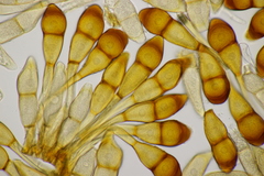 Puccinia graminis
