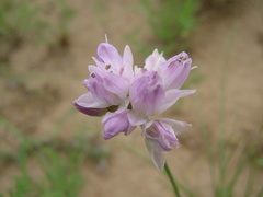 Allium bidentatum