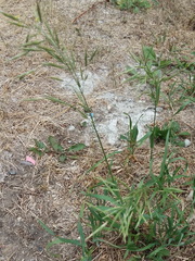 Bromus inermis