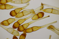 Puccinia graminis