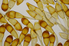 Puccinia graminis