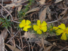 Hibbertia prostrata