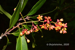 Campylospermum obtusifolium