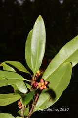 Campylospermum obtusifolium