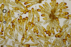 Puccinia graminis