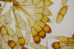 Puccinia graminis