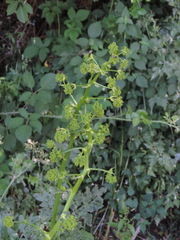 Peucedanum verticillare