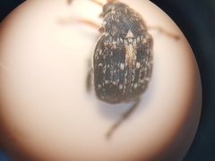Bruchus luteicornis