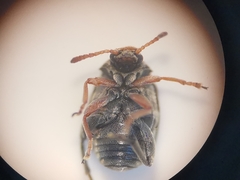 Bruchus luteicornis