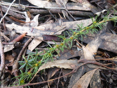Hibbertia prostrata