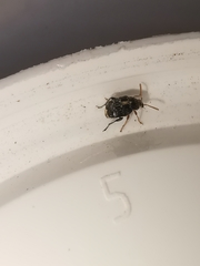 Bruchus luteicornis
