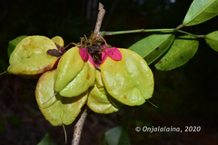 Conchopetalum brachysepalum image