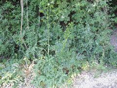 Peucedanum verticillare