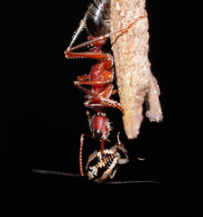 Myrmecia forficata