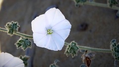 Convolvulus cephalopodus
