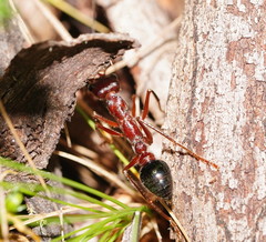 Myrmecia forficata