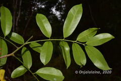 Conchopetalum brachysepalum