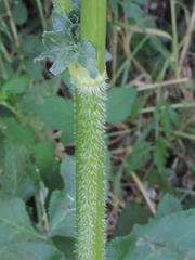 Peucedanum verticillare