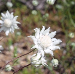 Actinotus leucocephalus